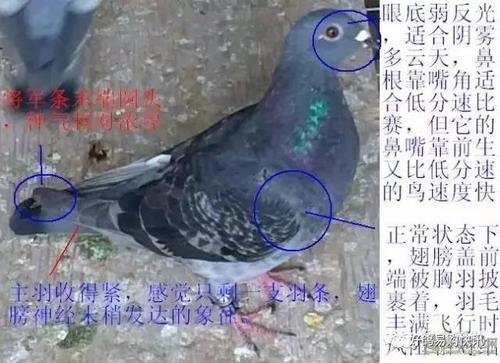 主副羽占比划分基准线标示图 章鱼头 自制图解 自制图解 自制图解