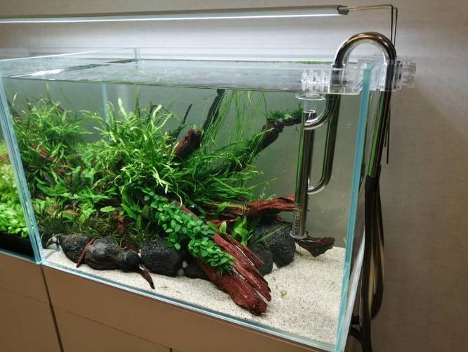 60阴草缸5天了 - 水草造景 - cta南美水族 - powered by discuz!