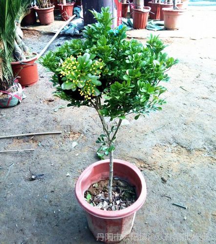 镇宅植物耐寒小叶紫檀盆景树桩避邪花卉盆栽办公室绿植黑骨茶微景