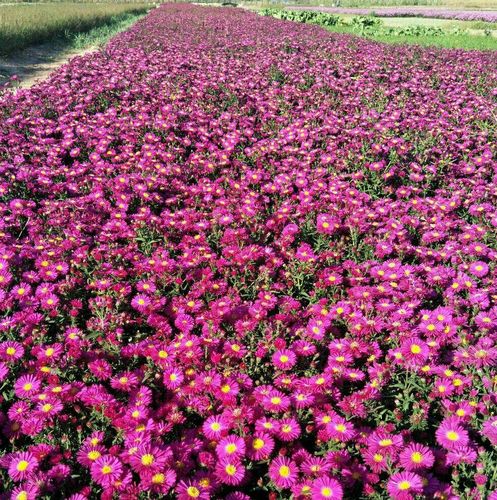 东北地区大量 销售耐寒宿根花卉 荷兰菊 品种优良