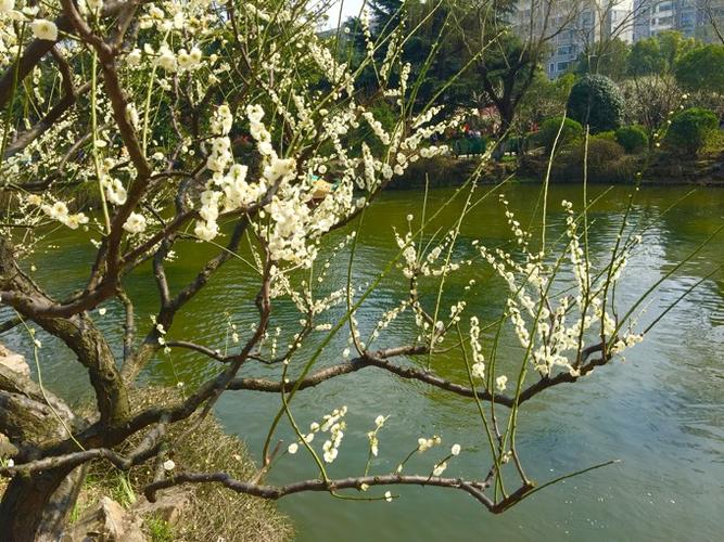 池塘边的梅花,犹如王冕诗中的墨梅. 我家洗砚池边树, 朵朵花开淡墨痕.
