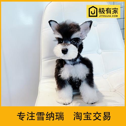 雪纳瑞幼犬狗狗活体雪拉瑞纯种飞耳小体椒盐雪纳瑞狗雪纳瑞犬  价格