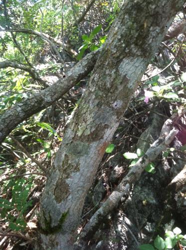 这是什么树?老木成虎斑的.是不是紫檀木