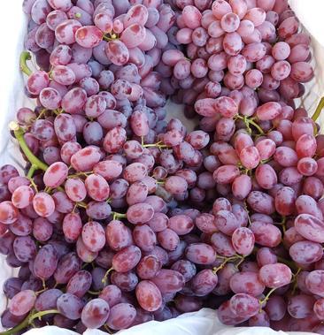 [克伦生葡萄批发]新疆生产建设兵团农八师一三四团克3