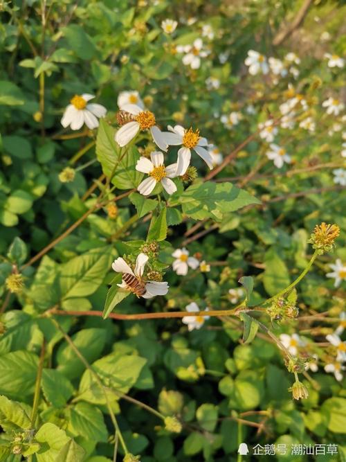 潮汕中草药之四方枝苦楝,是感冒,肠炎,偏头痛都用的鬼针草.