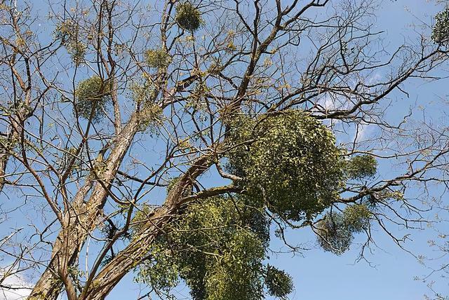 散文:邂逅槲寄生