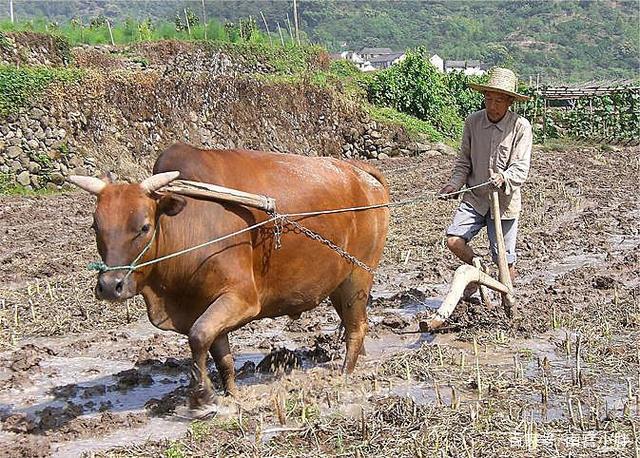 不吃看门狗不卖耕地牛,但多数的老牛老去的时候都会被