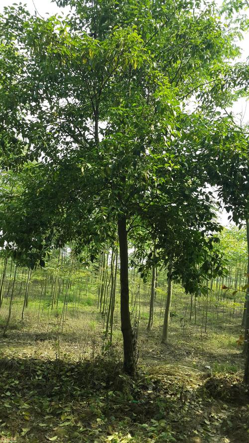 供应各种规格蜡树,湖南省常德市桃源县青林乡顺成苗圃