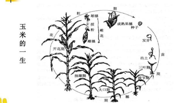 玉米的一生,了解玉米生长过程,做到高产优质高效