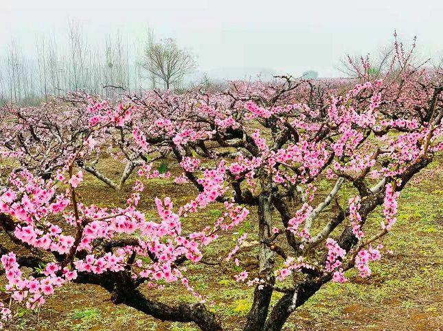 品桃花汉韵 赏醉美春景,督公湖邀您共赴桃花之约 |度假区|桃花节_网易