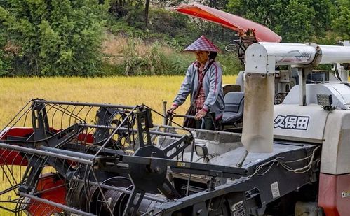 在金黄的稻田里来回穿梭, 帮助农民们收割水稻, 确保颗粒归仓