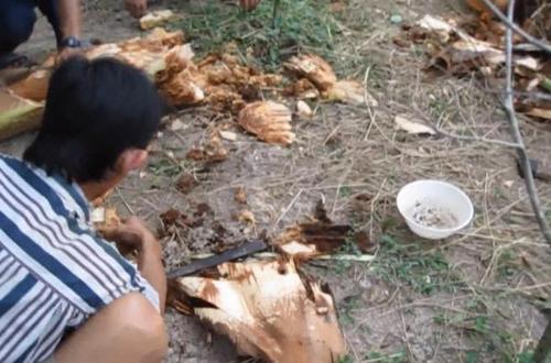 这种蛹含有丰富的蛋白质,以腐烂的椰子为食,当地人捉到后喜欢先将它