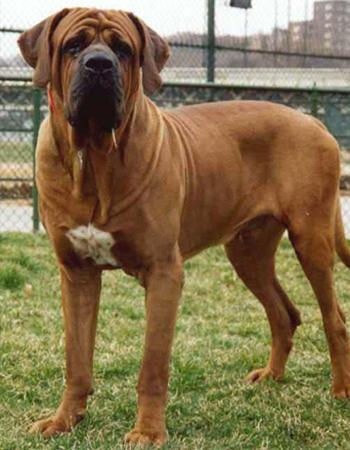 当中国藏獒遇上日本土佐犬, 究竟是鹿死谁手呢