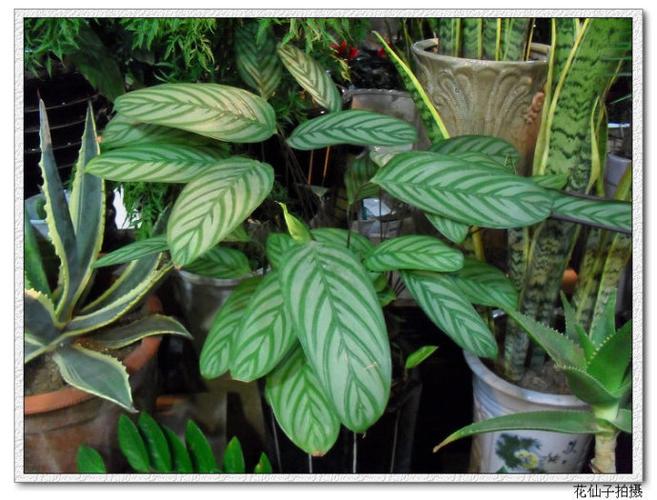 【303】毛柄银羽竹芋