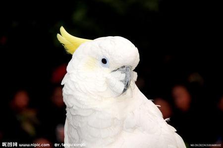 白色鹦鹉