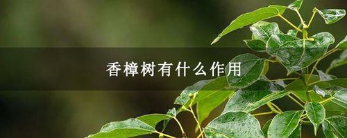 香樟树有什么作用