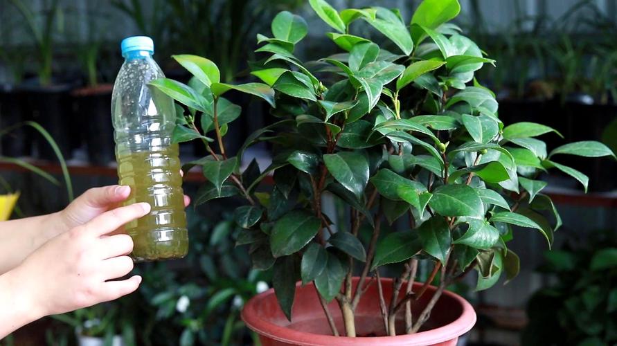 茶花防治红蜘蛛,用药还不如用它,简单安全又高效