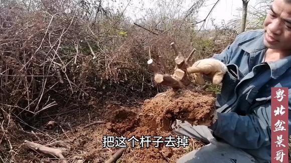 这棵雀梅桩做成矮霸盆景也不错