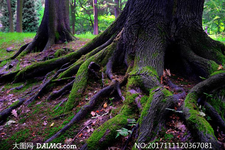 树根裸露着的大树特写摄影高清图片