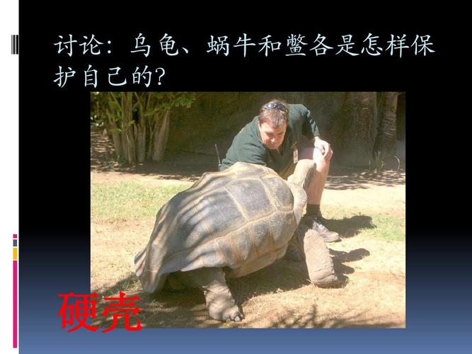 动物怎样保护自己ppt