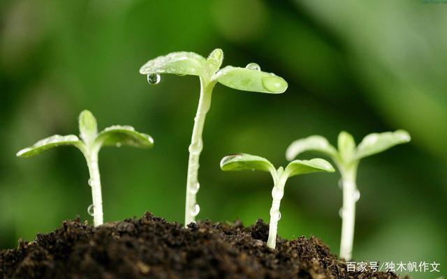 五年级作文:春季万物复苏的季节