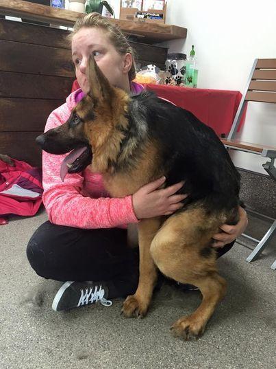 狗届卡西莫多,天生没脖子的"两厢狗",是遗传还是人为