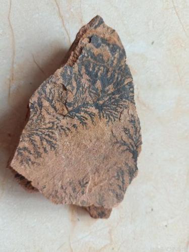 五一在佘山捡的藻类植物化石