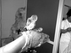 鹦鹉"难产"蛋憋肚里一周医生剖腹"产蛋"(组图)