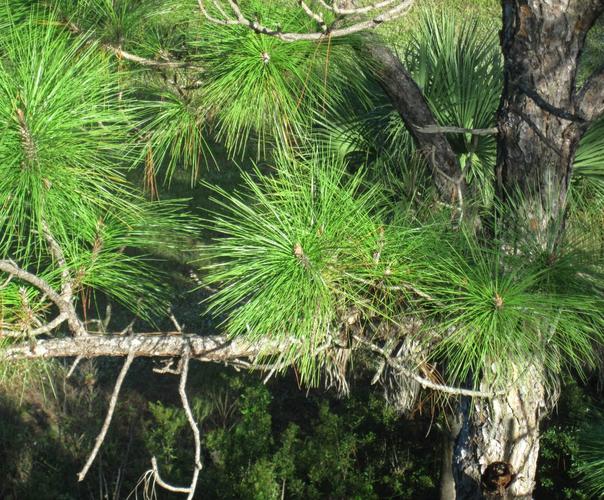 60  different types of pine trees (with names and