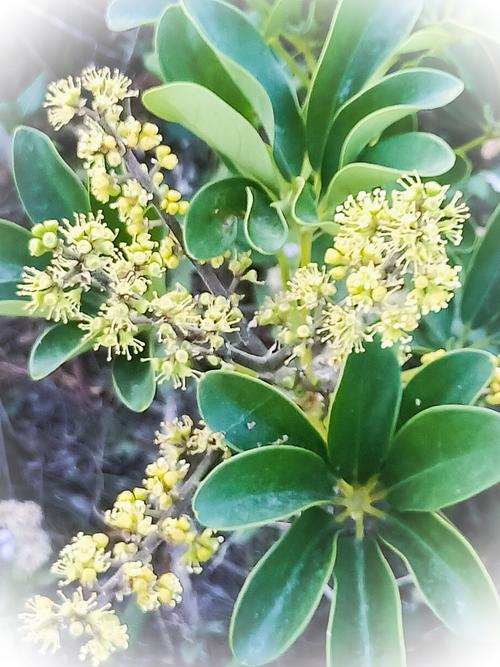 鹅掌柴花,花序圆堆