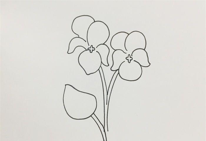 紫罗兰怎么画简单好看