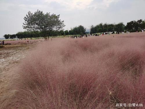 郑州龙湖粉黛园粉黛乱子草,游人如织,花海迷人!