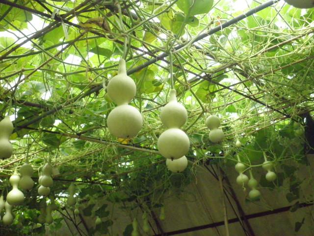 13年种葫芦全过程