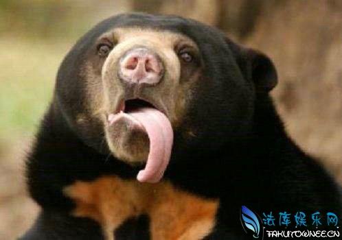 狗熊的舌头有倒刺吗?狗熊舌头上的倒刺有什么用?