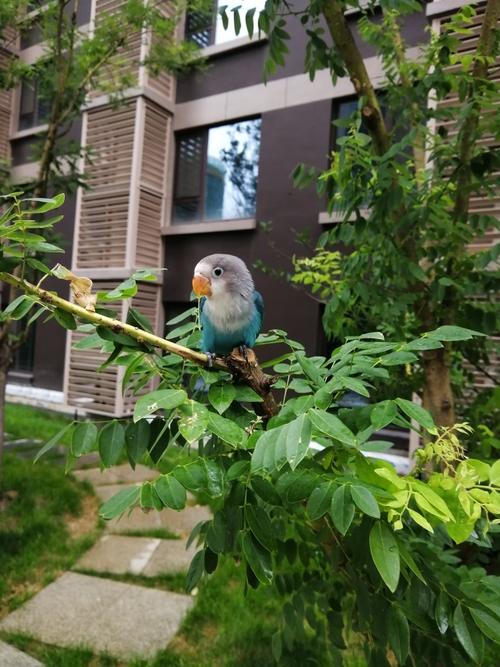 戏精本精牡丹鹦鹉1