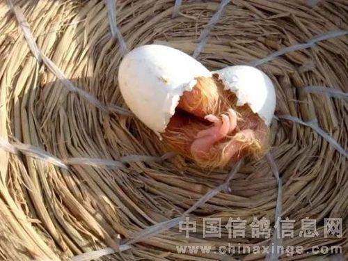 怎样看出雏鸽是否健康呢?图文详解雏鸽破壳