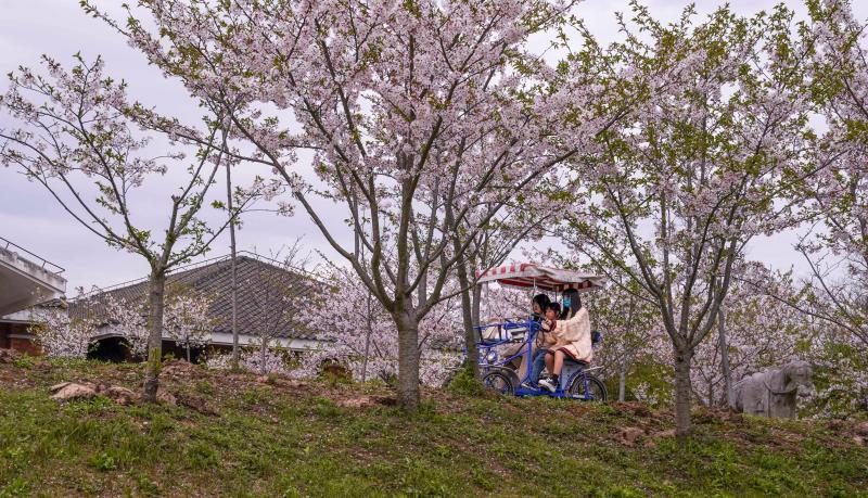 一簇簇花苞挂满了枝头,密密匝匝的花朵正在盛开.