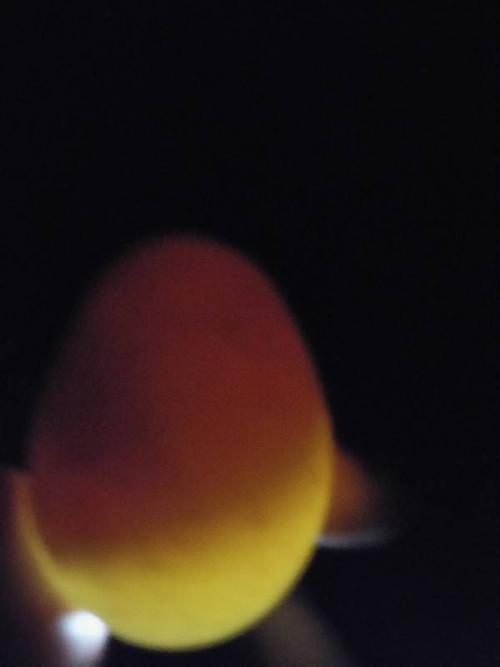 请问一下朋友们,我的野鸡蛋孵了18天了还是这样的蛋,能孵出小鸡吗?