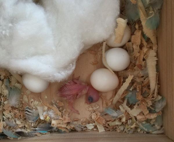 虎皮鹦鹉养成记