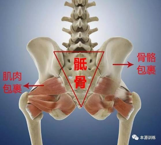 骶骨处于我们的腰椎以下,尾骨以上,呈倒三角样的一块骨骼.