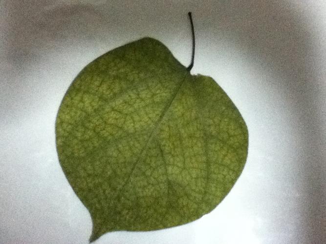 为豆科紫荆属落叶灌木或小乔木,是春季的主要观赏花卉之一,喜阳光,耐