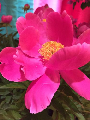 装堂花手工刺绣