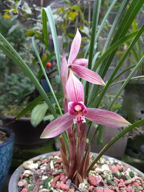 醉红颜(喜洋洋)花开-春兰篇-中国兰花交易网社区