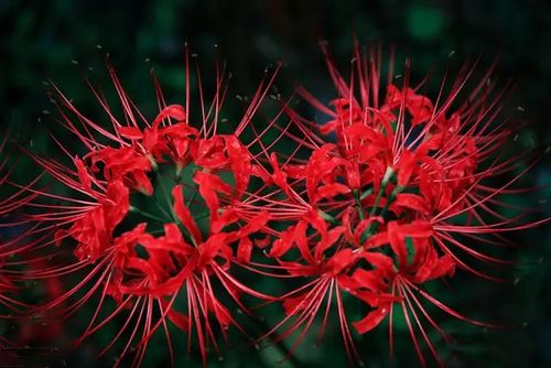 彼岸花,美丽的花,悲伤的花