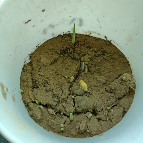 猫草成长记录(2809刘家齐作业)