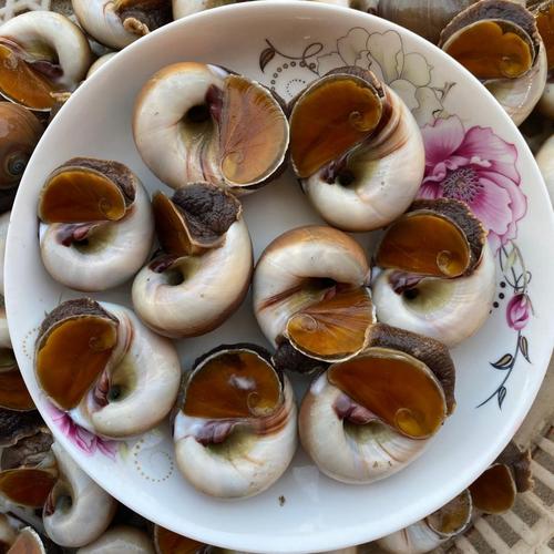 顺丰冷链超朴海鲜水产鲜活大猫眼螺3斤大沙螺红香螺新鲜猫眼螺玉螺