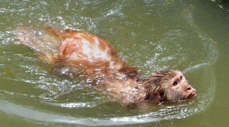 水鬼真的存在么真的是民间俗称的水猴子