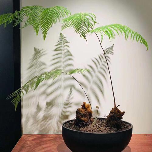 高档稀有金丝猴蕨类金毛狗趣味室内盆景热带雨林植物耐阴北京配送