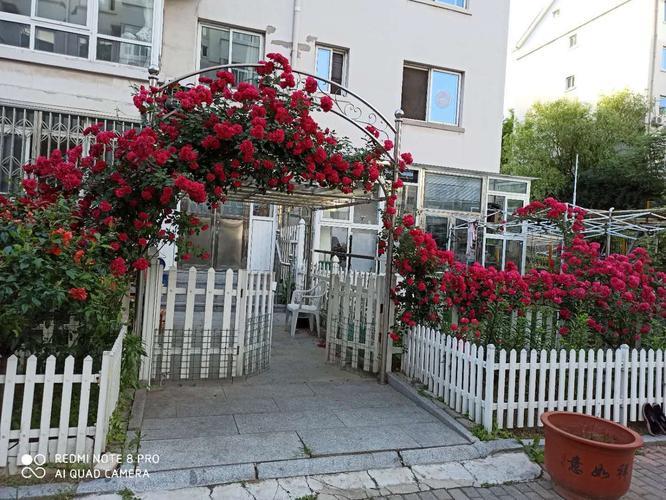 五月蔷薇花满庭院