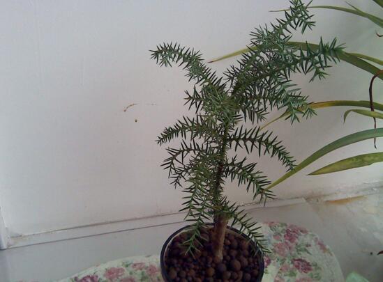 澳洲杉盆景怎么修剪,澳洲杉的3种修剪方法及养护技巧